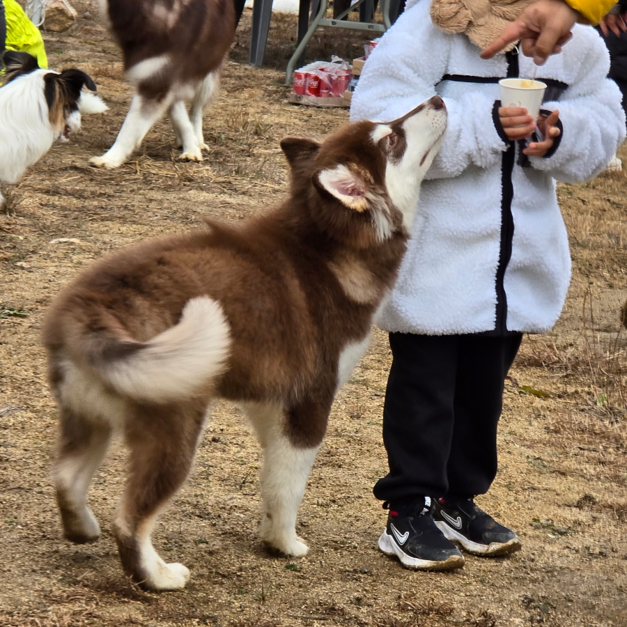 봉화에서 대형견과 뛰놀며 즐기는 강아지 브리딩 스테이