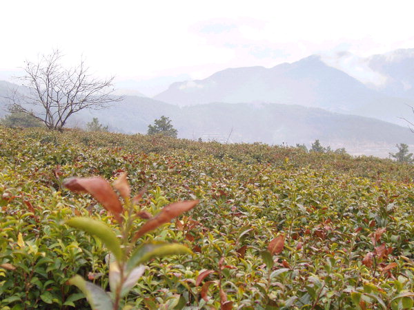 프로그램 이미지 썸네일 2